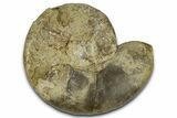 Triassic Ammonite (Ceratites laevigatus) Fossil - Germany #354095-1